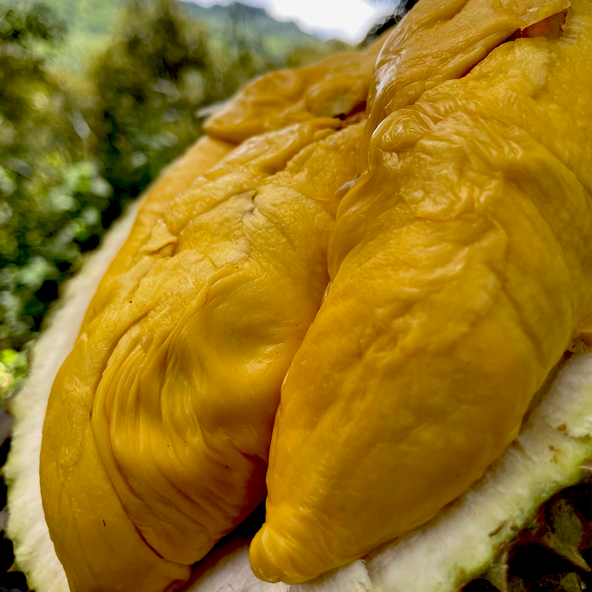 Alternative view of Tiger Black Gold Durian (800g Box - All Meat)