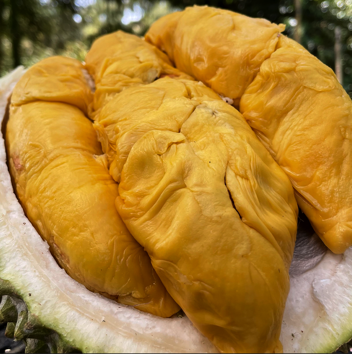 Alternative view of ⭐ Leaf Black Gold MSW Durian (800g Box - All Meat)