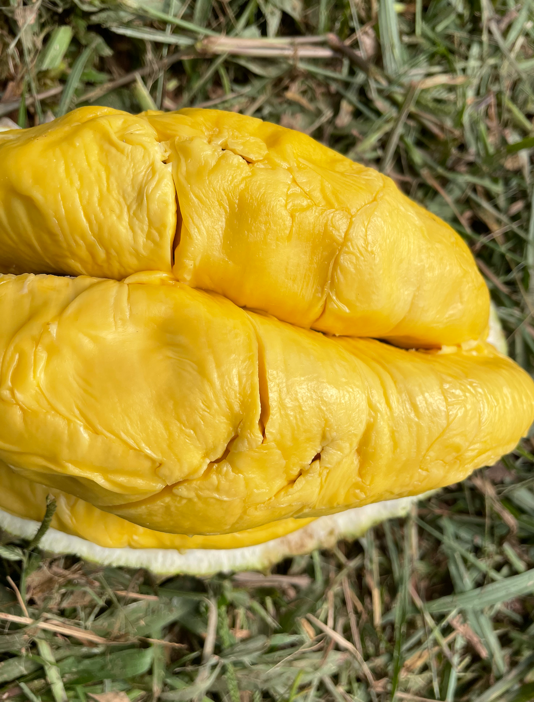 Alternative view of Normal MSW Durian // Non-Mountain Harvest (800g Box - All Meat)