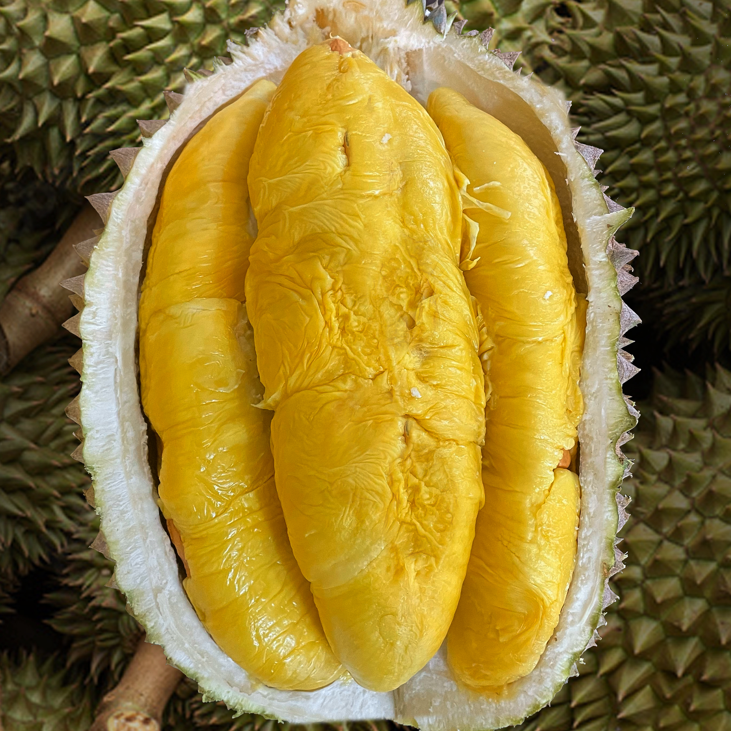 Tiger Old Tree MSW Durian (800g Box - All Meat)